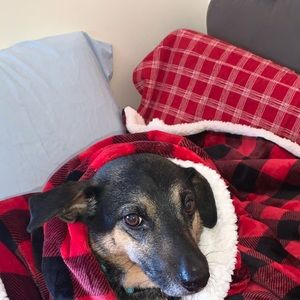 Meet your Posher, Sadie